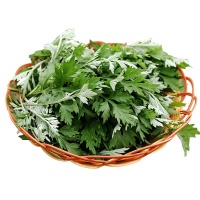 Rau ngải cứu tươi, an toàn VietGAP